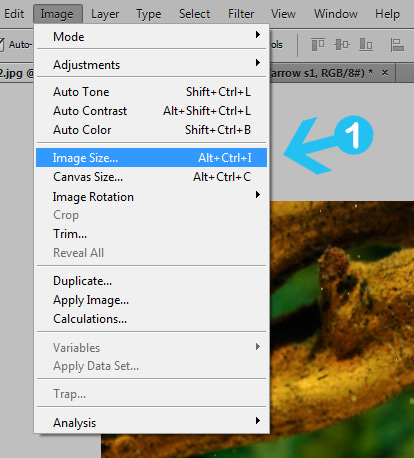 Basics: Crop and Resize Images in Photoshop