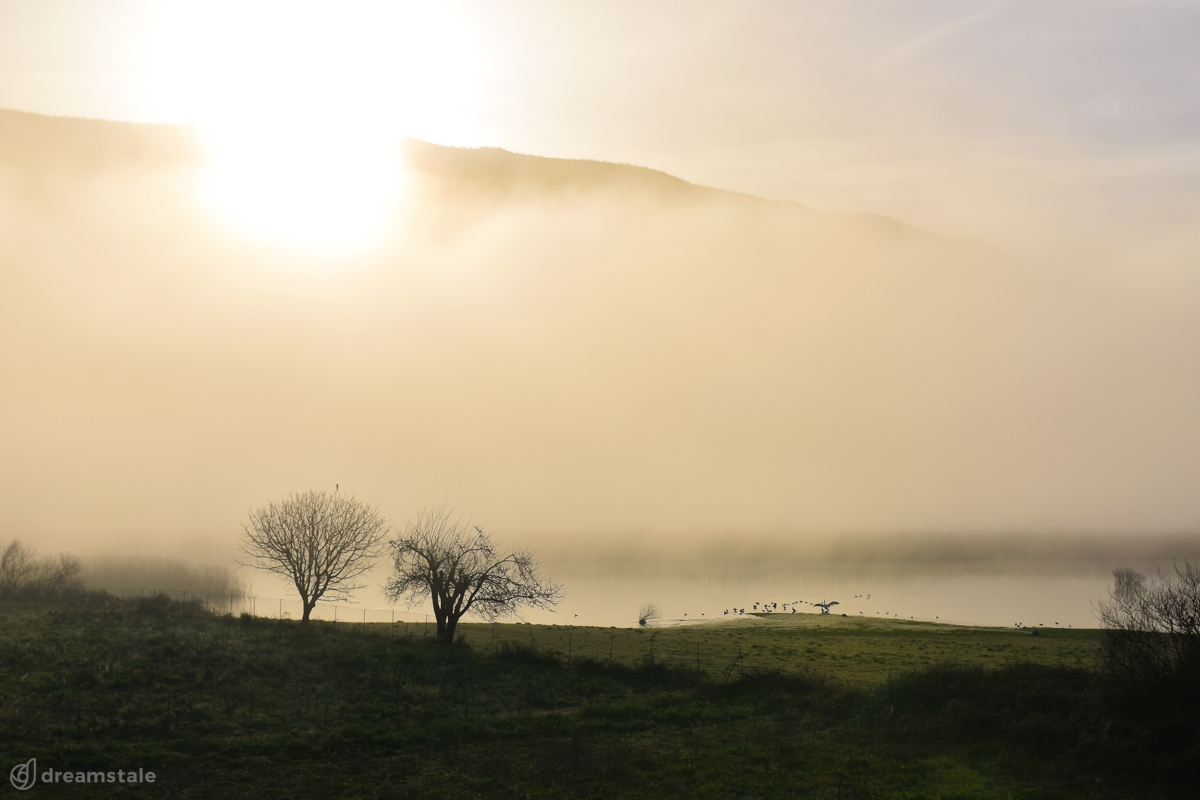 Dreamy Morning Foggy Lake Stock Photo