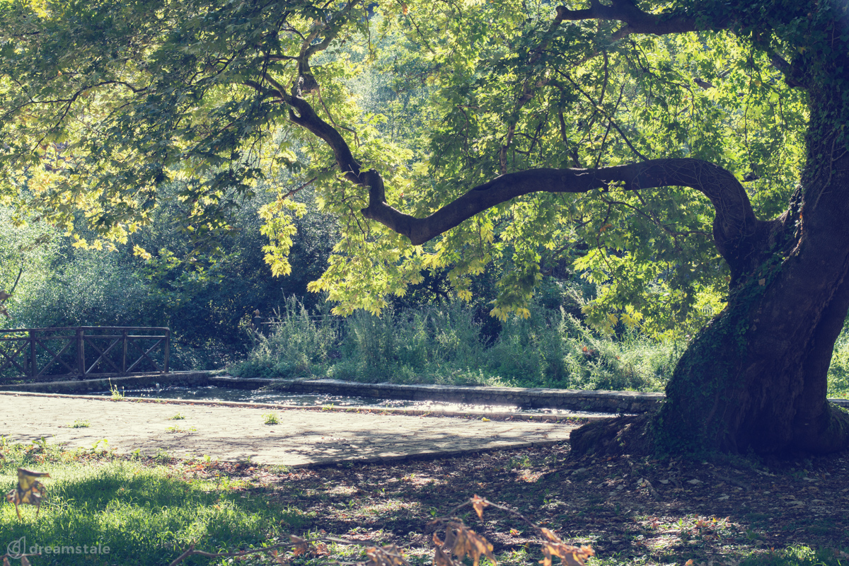Oak Tree Branches Nature Stock Photo 1 Oak Tree Branches Nature Stock Photo