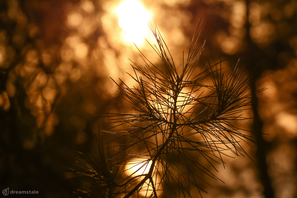 Pine Tree Close Up Against Sun Stock Photo