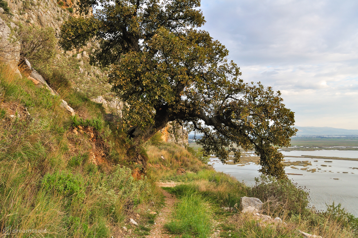 Large Tree on a Hill Stock Photo 1 Large Tree on a Hill Stock Photo