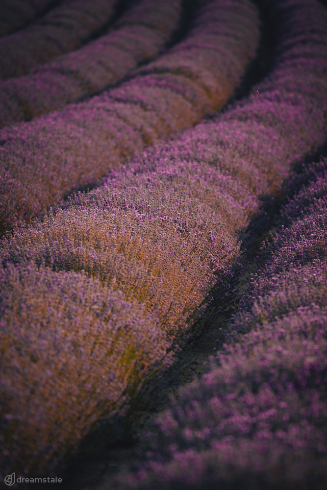 Violet Lavender Field Landscape Stock Photo