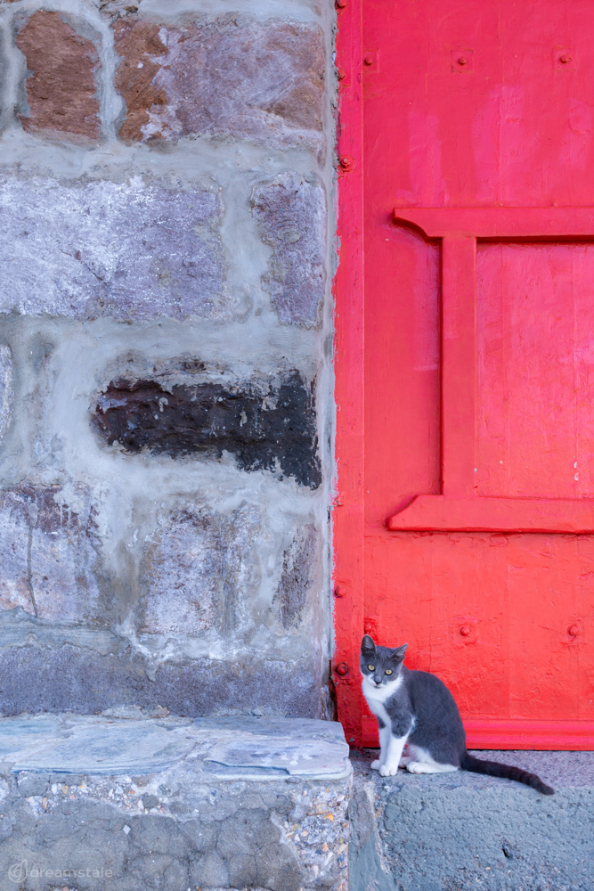 Cat Standing in Front of Red Door Stock Photo