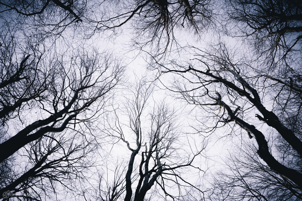 Branches of Trees & Winter Sky Stock Photo