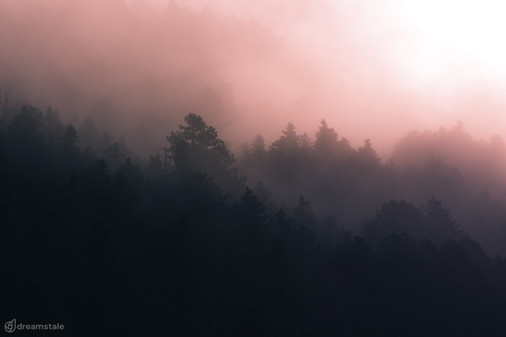 Red Sunset Misty Forest Landscape Stock Photo