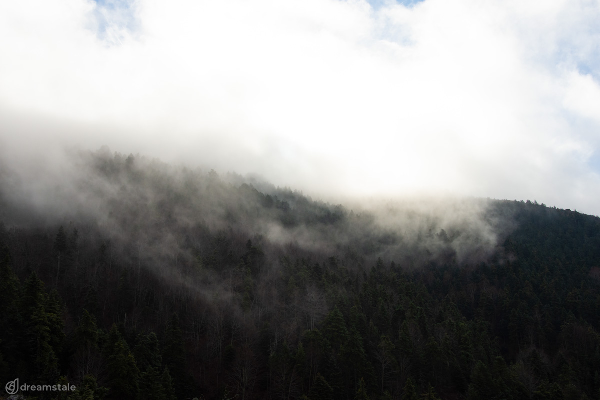 Morning Fog Over a Forest Stock Photo