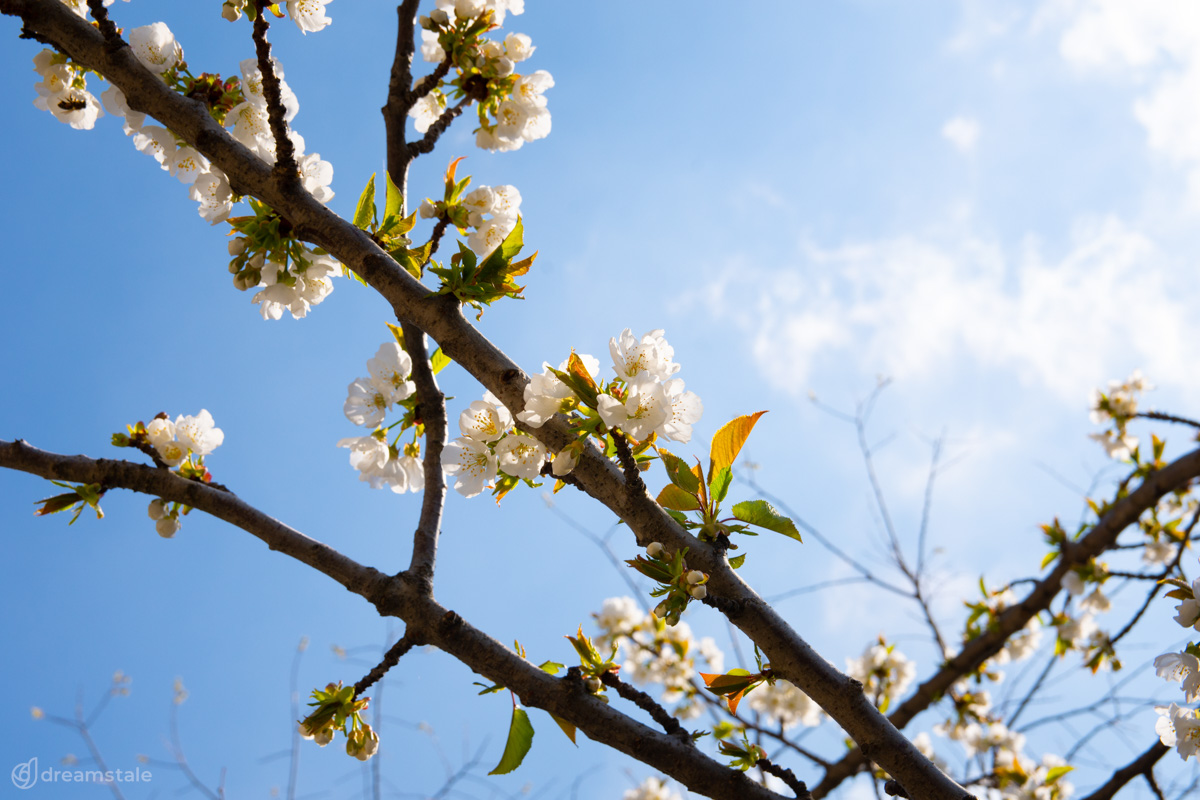 Branch of a Plum Tree Spring Stock Photo