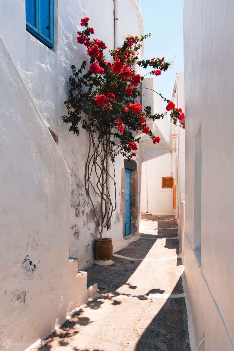 House & Bougainvillea Flowers in Milos Island 1 White House & Bougainvillea Flowers in Milos Island