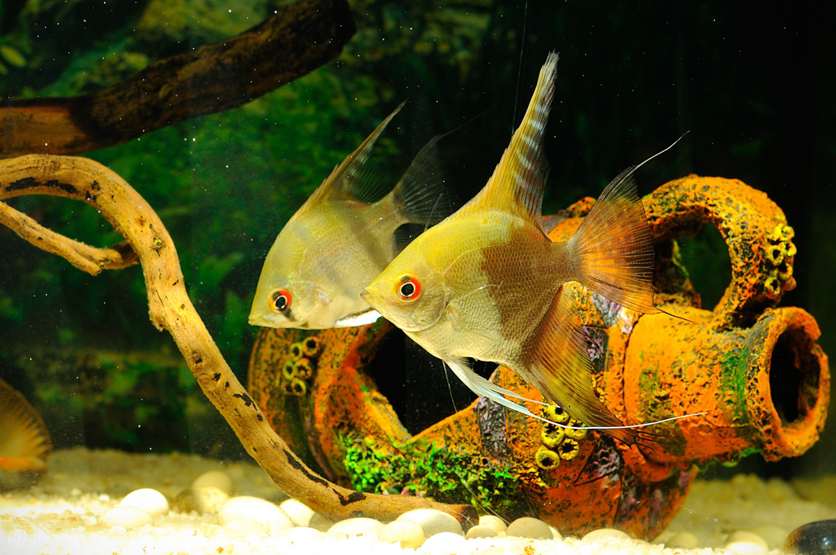 Angel Fish Freshwater Aquarium Tank
